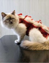 Ochranná košilka 'LENKA' kočka velikost L 1ks